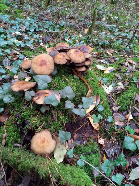 De paddenstoelen zijn er weer (3)