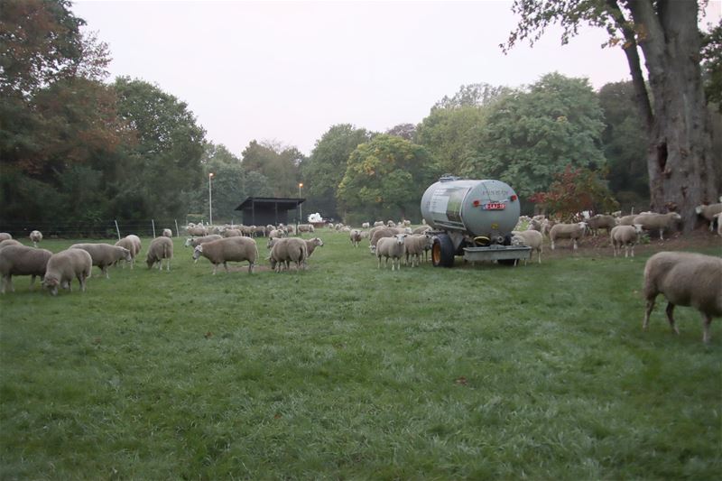 De schapen zijn ontwaakt en weer vertrokken