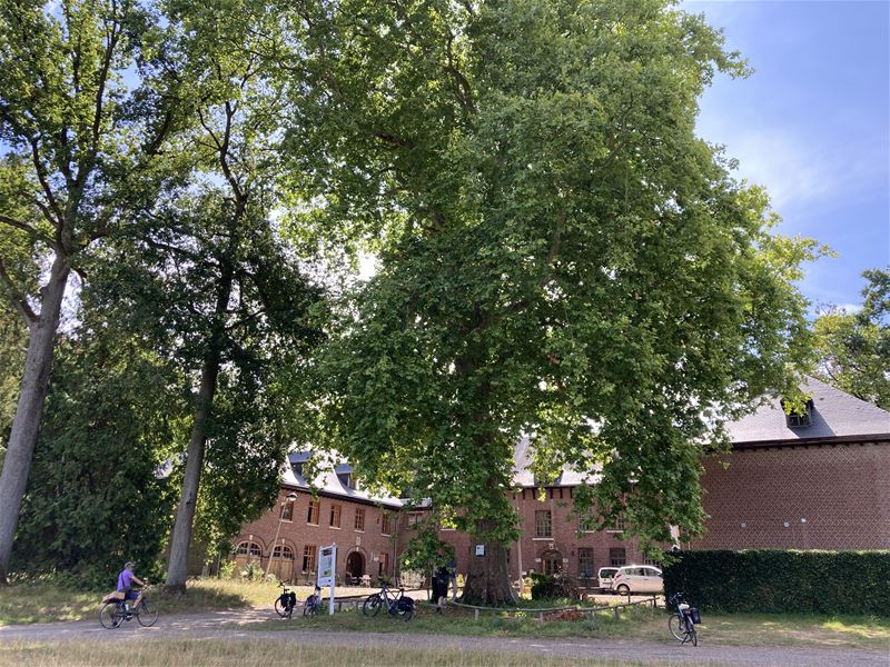 Een fietstocht langs 25 monumentale bomen