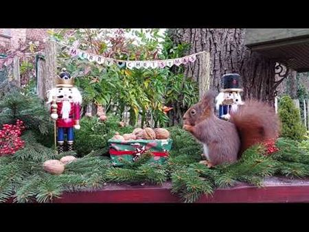 Een kerstdiner voor de eekhoorns