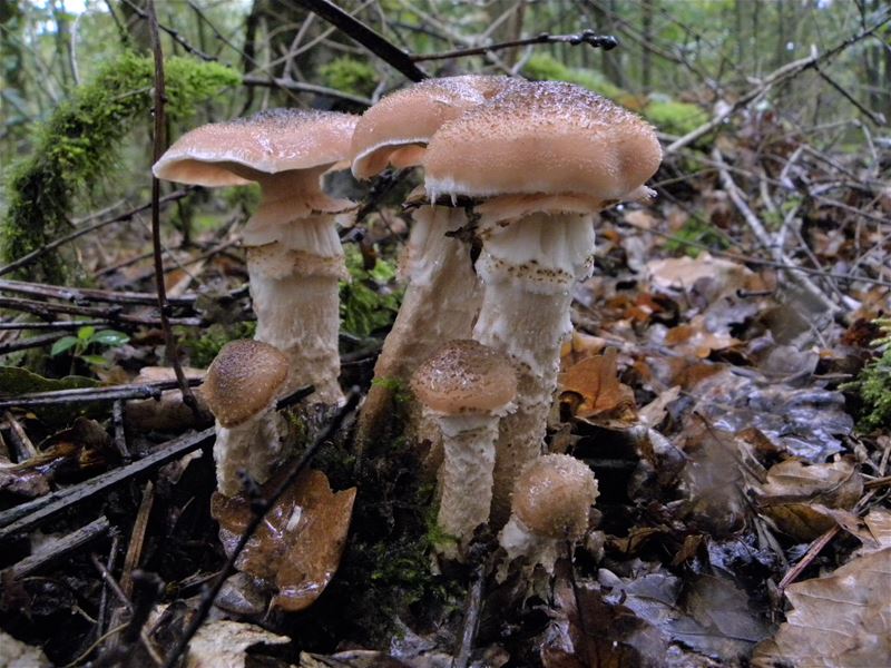 Een rijk paddenstoelenseizoen (6)