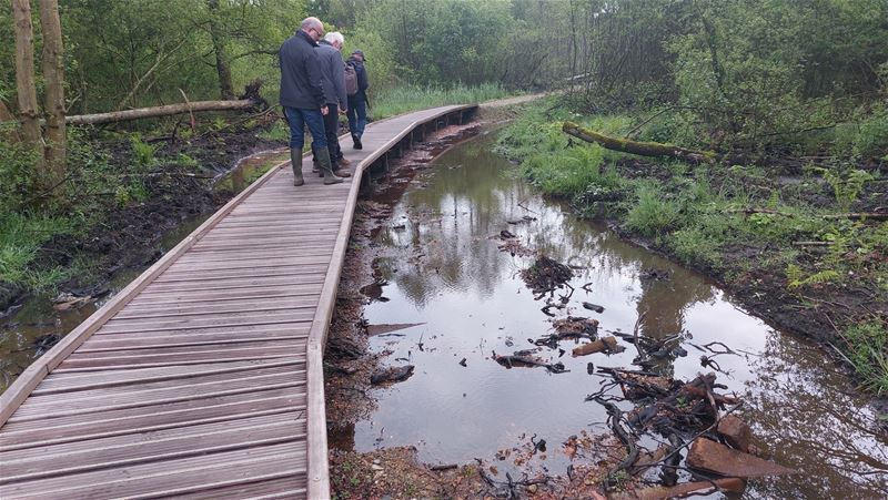 Een vroege ochtendwandeling over het vlonderpad