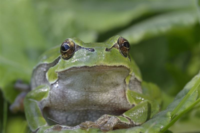 Eerbetoon aan een gedreven natuurfotograaf