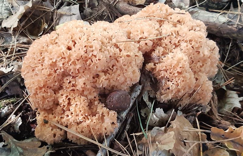 En daar zijn de paddenstoelen al ...