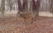 Er is een tweede pony doodgebeten