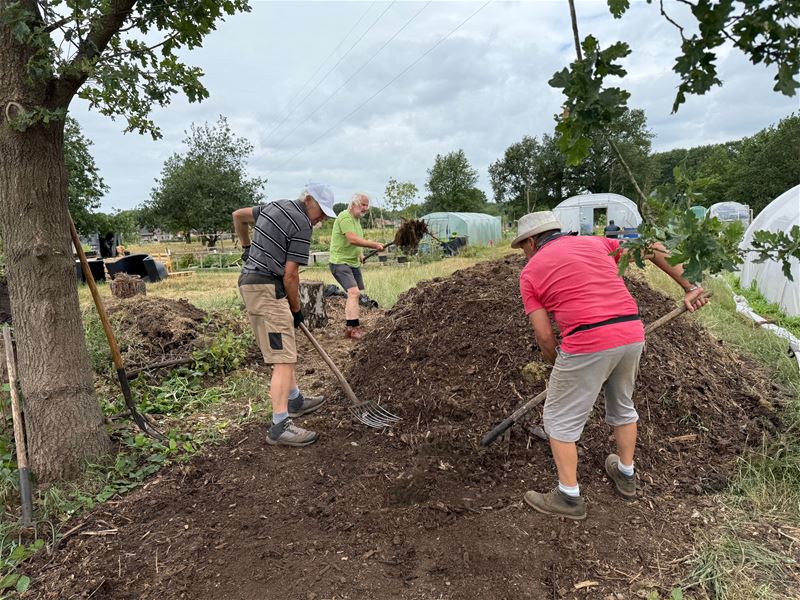 Europese hoornaar kwam mee tuinieren