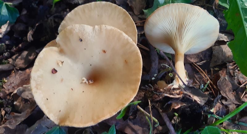 Herfst in de natuur (1)