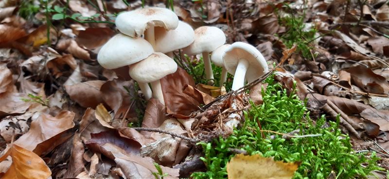 Herfst in de natuur (11)