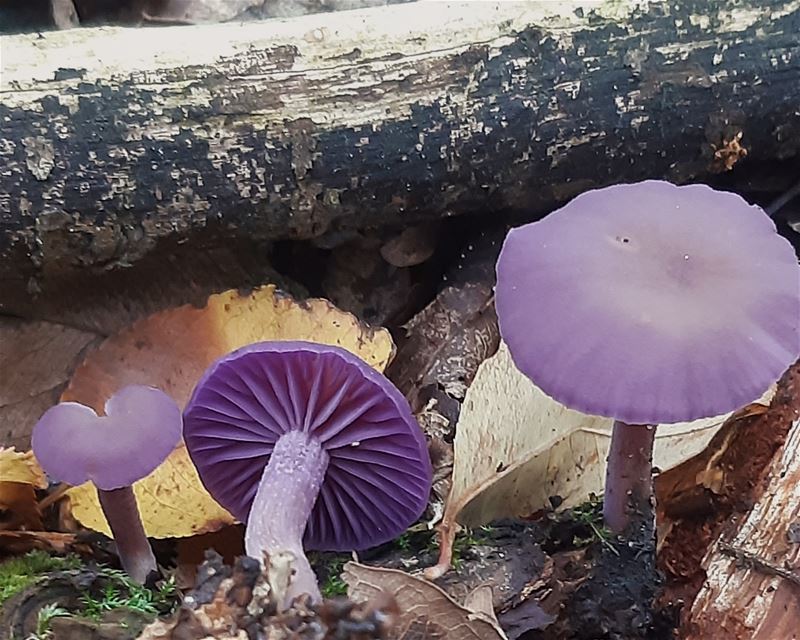 Herfst in de natuur (13)
