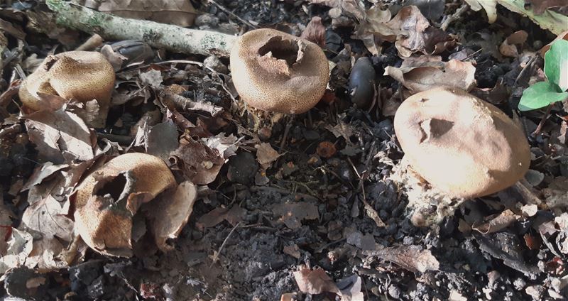 Herfst in de natuur (15)