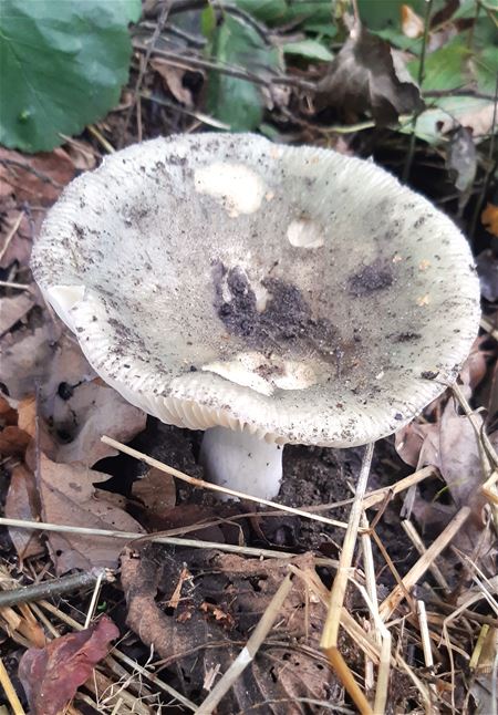 Herfst in de natuur (16)