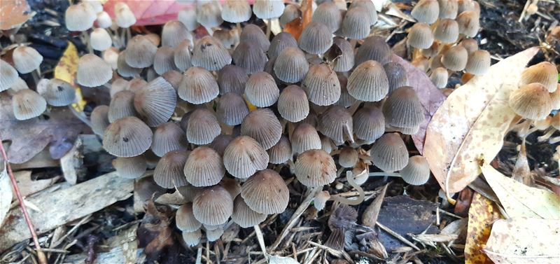 Herfst in de natuur (17)