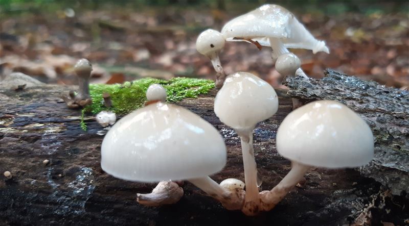 Herfst in de natuur (18)