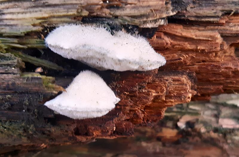 Herfst in de natuur (2)