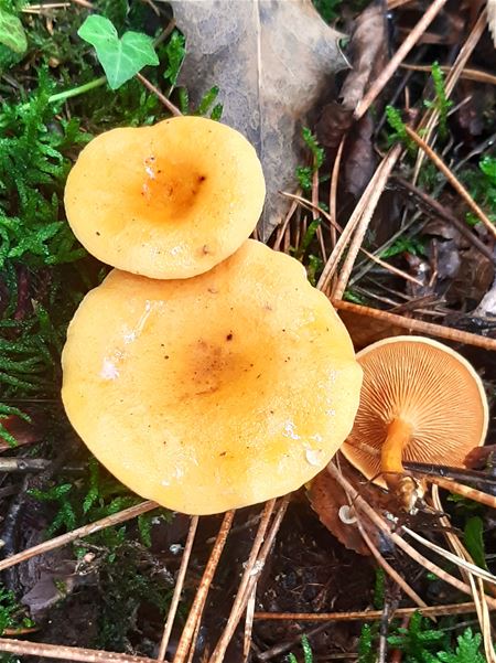 Herfst in de natuur (3)