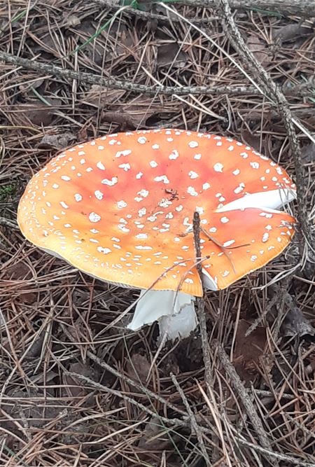 Herfst in de natuur (4)