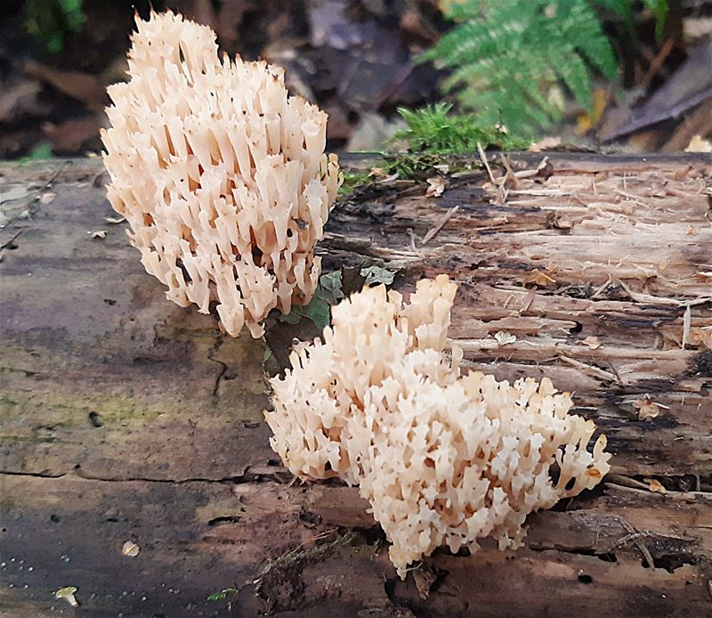 Herfst in de natuur (7)
