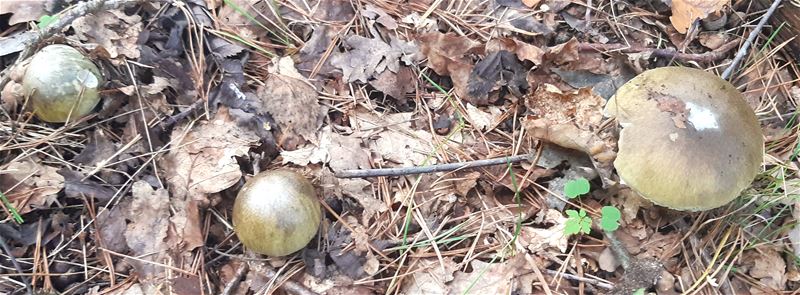 Herfst in de natuur (9)