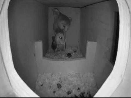 Het is koekenbak op Bovy