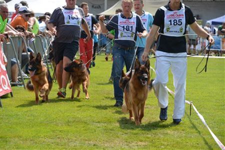 Honden uit 17 landen op 19 juli te zien op Helzold