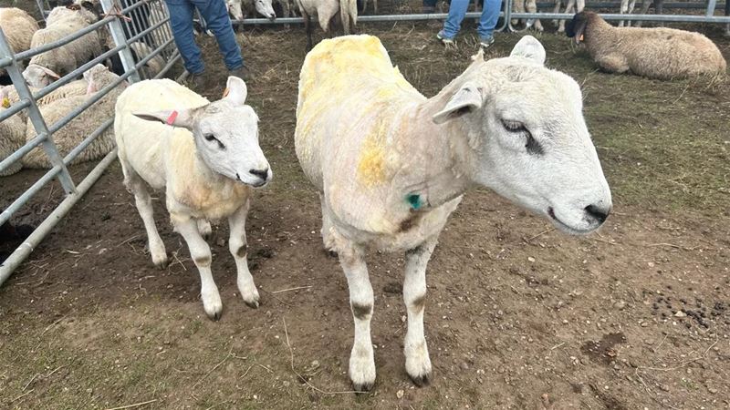 In het VZOC worden 2 schapen per minuut geschoren