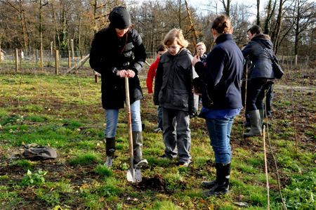 Kinderen planten kamperfoelie op Bovy
