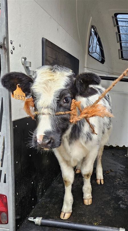 Koe, schaap en pony waren verwaarloosd