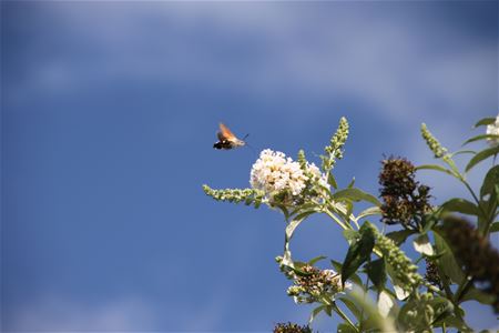 Kolibrievlinder gespot in Heusden (3)