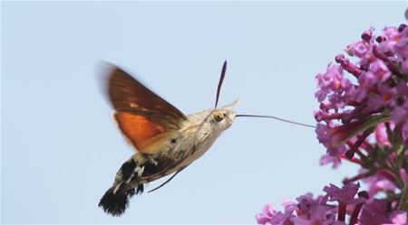 Kolibrievlinder gespot in Heusden