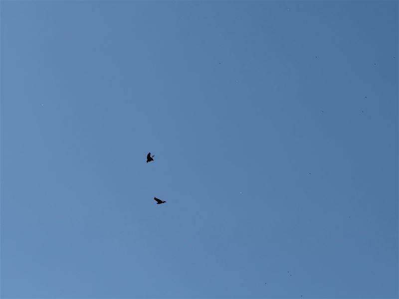 Luchtgevecht boven Heusden