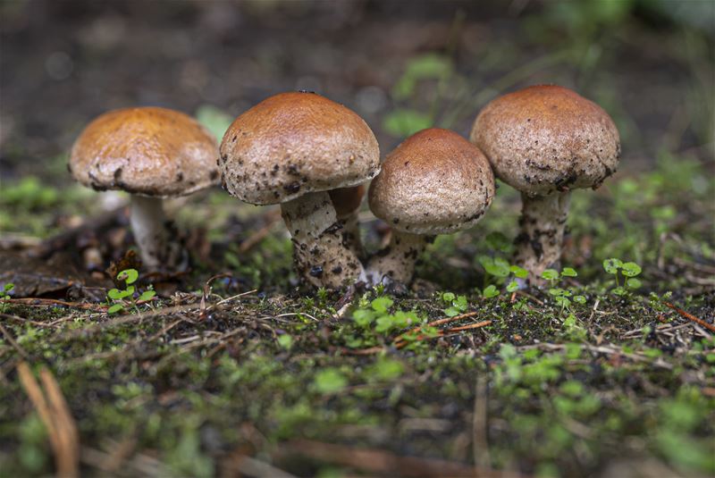 Morgen begint de herfst