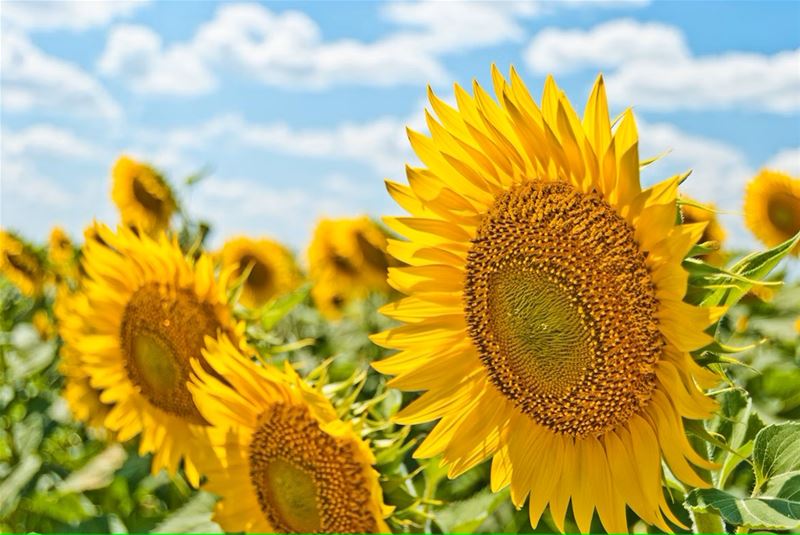 Morgenochtend begint de zomer