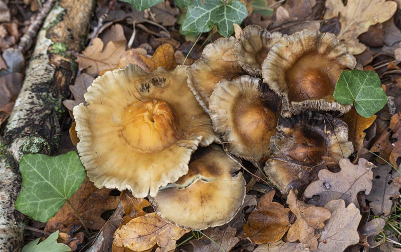 Natuurpareltjes langs de Weg naar de Grauwe Steen