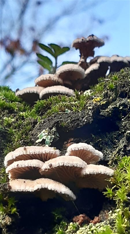 Natuurrijkdom in de buurt van Helzold