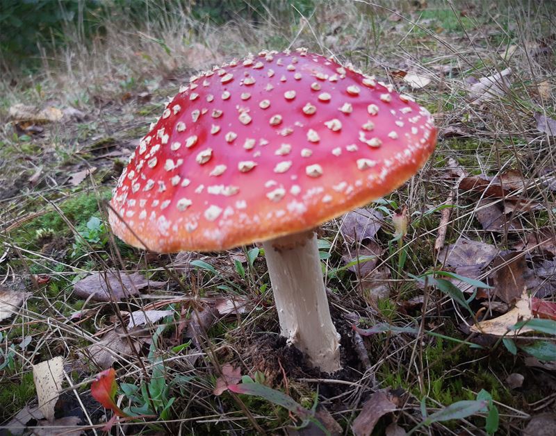 Natuurrijkdom in het Sint-Jansbos