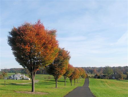 Nieuwe bomen voor 4 straten in Viversel