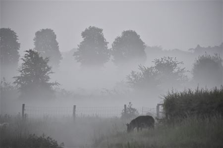 One misty, moisty morning ...