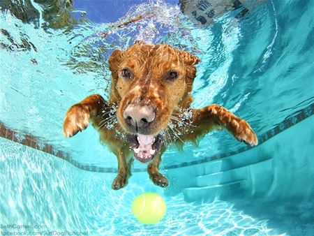 Ook honden mogen zwemmen op Terlaemen