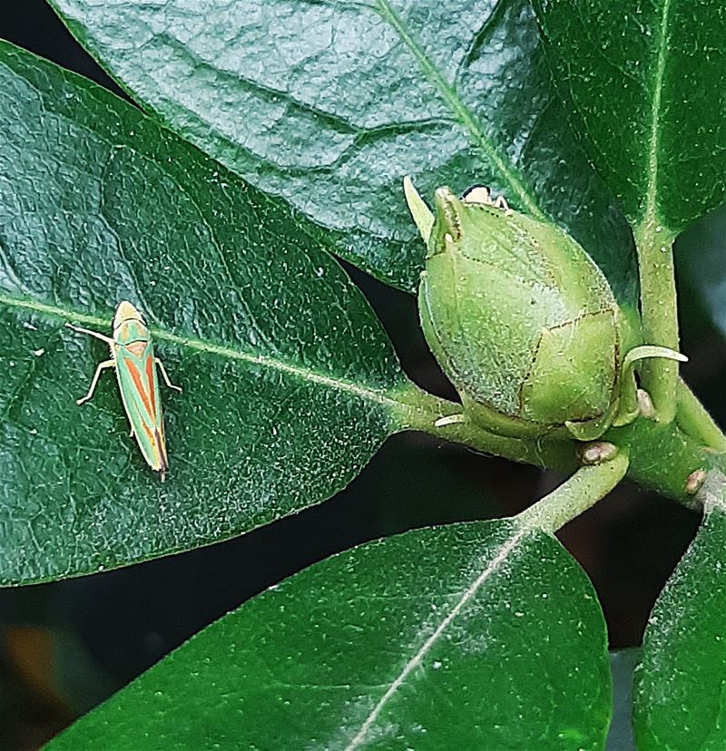 Ook rododendron valt ten prooi aan exoten
