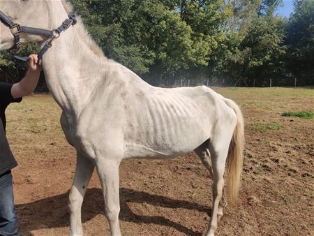 Opnieuw pony's en paarden opgenomen in VZOC