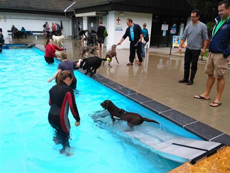 Opnieuw ruim 300 honden komen zwemmen