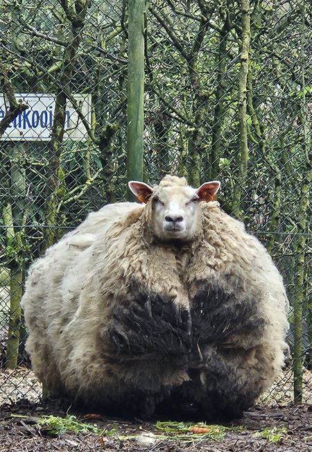 Schaap was al vijf jaar niet geschoren