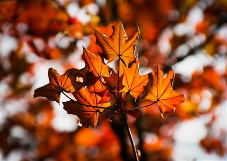 Straks begint de herfst