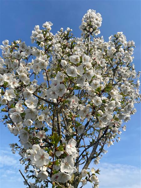 Straks begint de lente