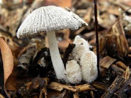 't Is paddenstoelentijd (11)