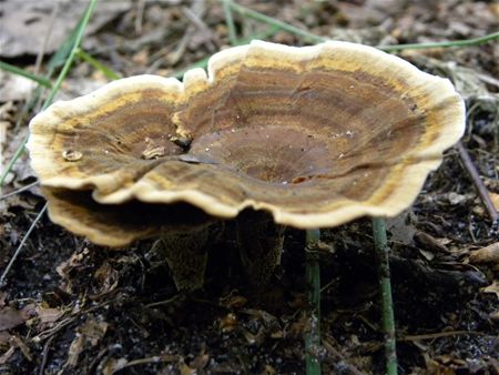 't Is paddenstoelentijd (7)