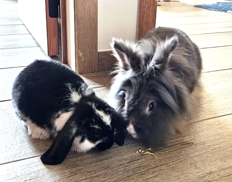 't Is vandaag Werelddierendag