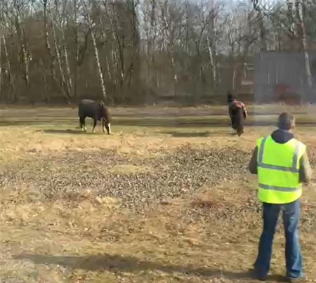 Trein loopt vertraging op door paarden