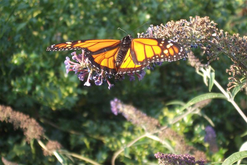 Uitzonderlijke monarchvlinder gespot in Heusden
