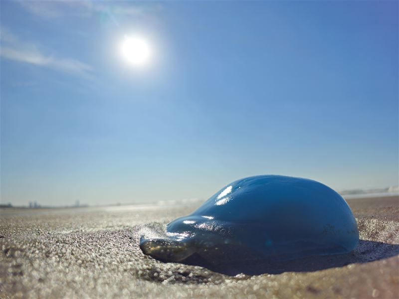 Vakantiegroeten uit Bredene